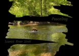 Album art for "Scantic River Stroll" by PeaceDog